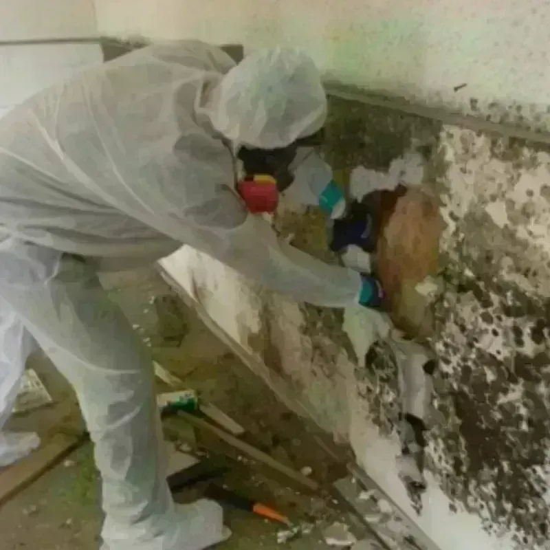 Mold Remediation and Removal in Edgemoor, DE